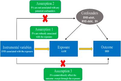 Age at menarche and ischemic heart disease: An update mendelian randomization study